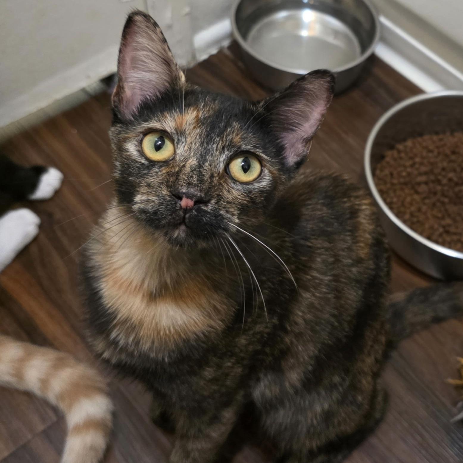 Lewis, Adoptable, Kitten Female Domestic Short Hair.