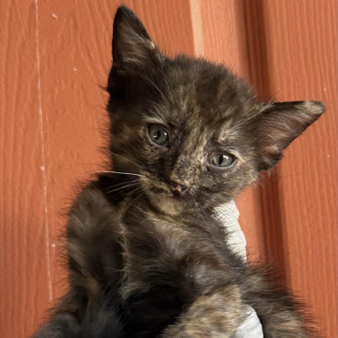 Enlarge Lewis, a Adoptable Domestic Short Hair in Huntington Beach, CA image 3/3