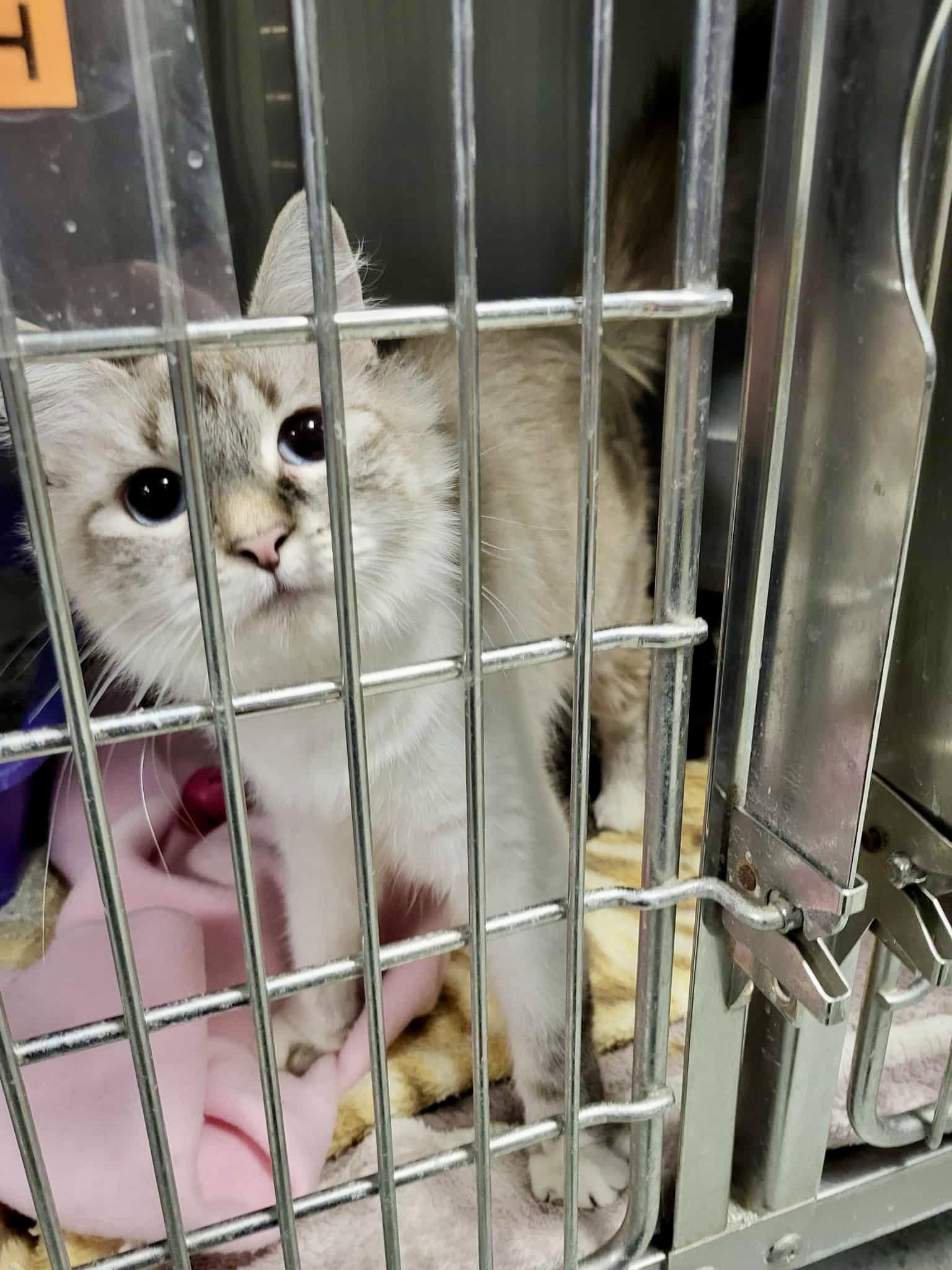 Enlarge Zephyr, a Adopted Siamese in Detroit Lakes, MN image 1/3