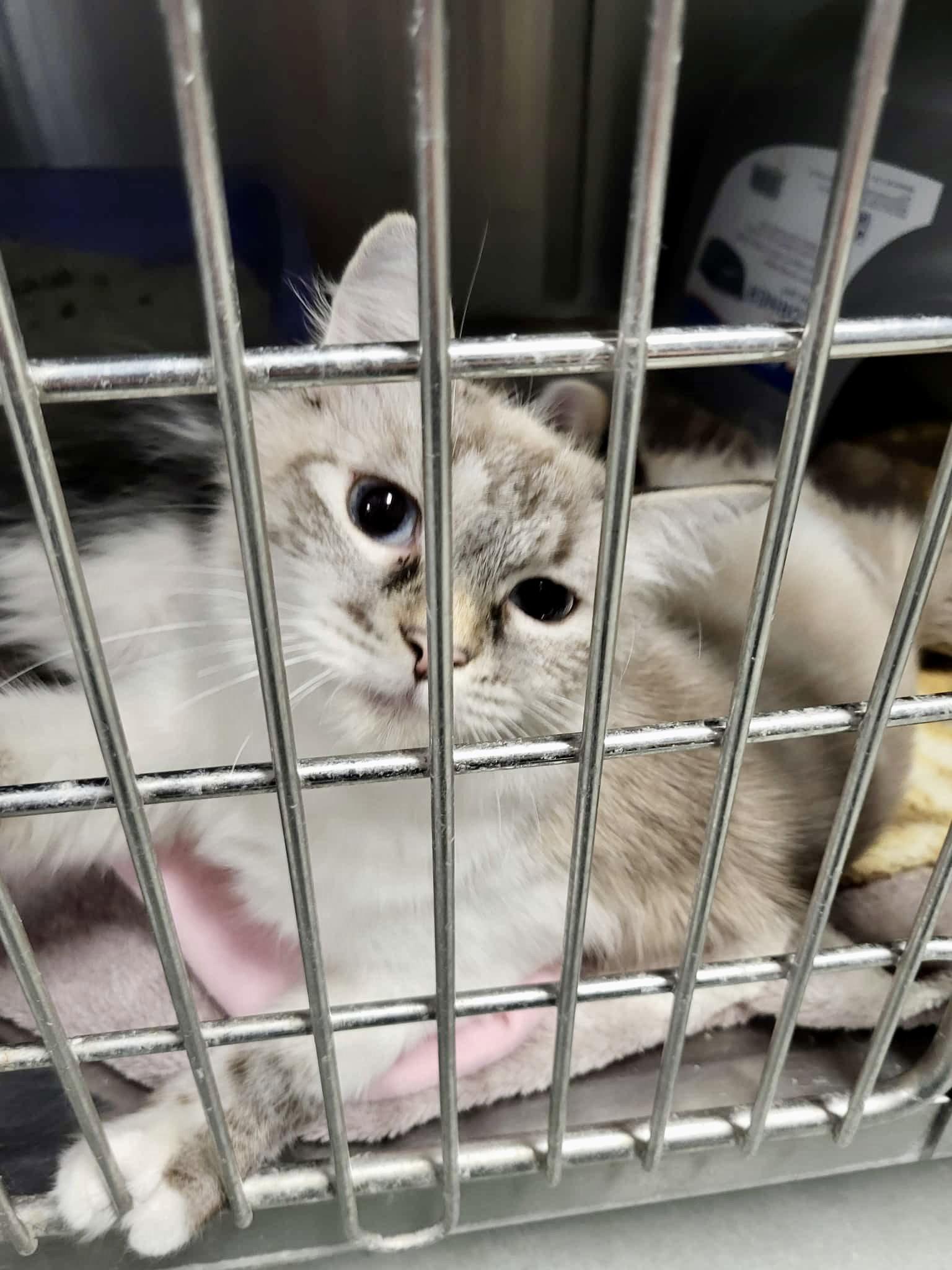 Enlarge Zephyr, a Adopted Siamese in Detroit Lakes, MN image 2/3