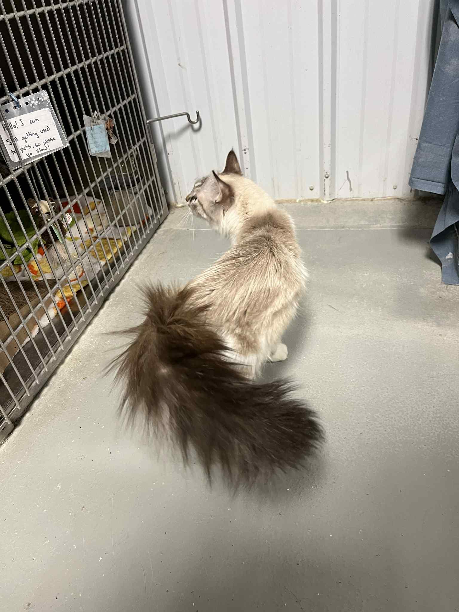 Enlarge Zephyr, a Adopted Siamese in Detroit Lakes, MN image 3/3