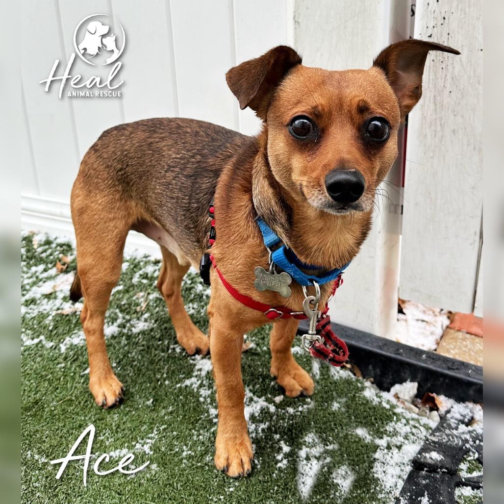 Enlarge Ace, a Adoptable Miniature Pinscher in Youngwood, PA image 1/2