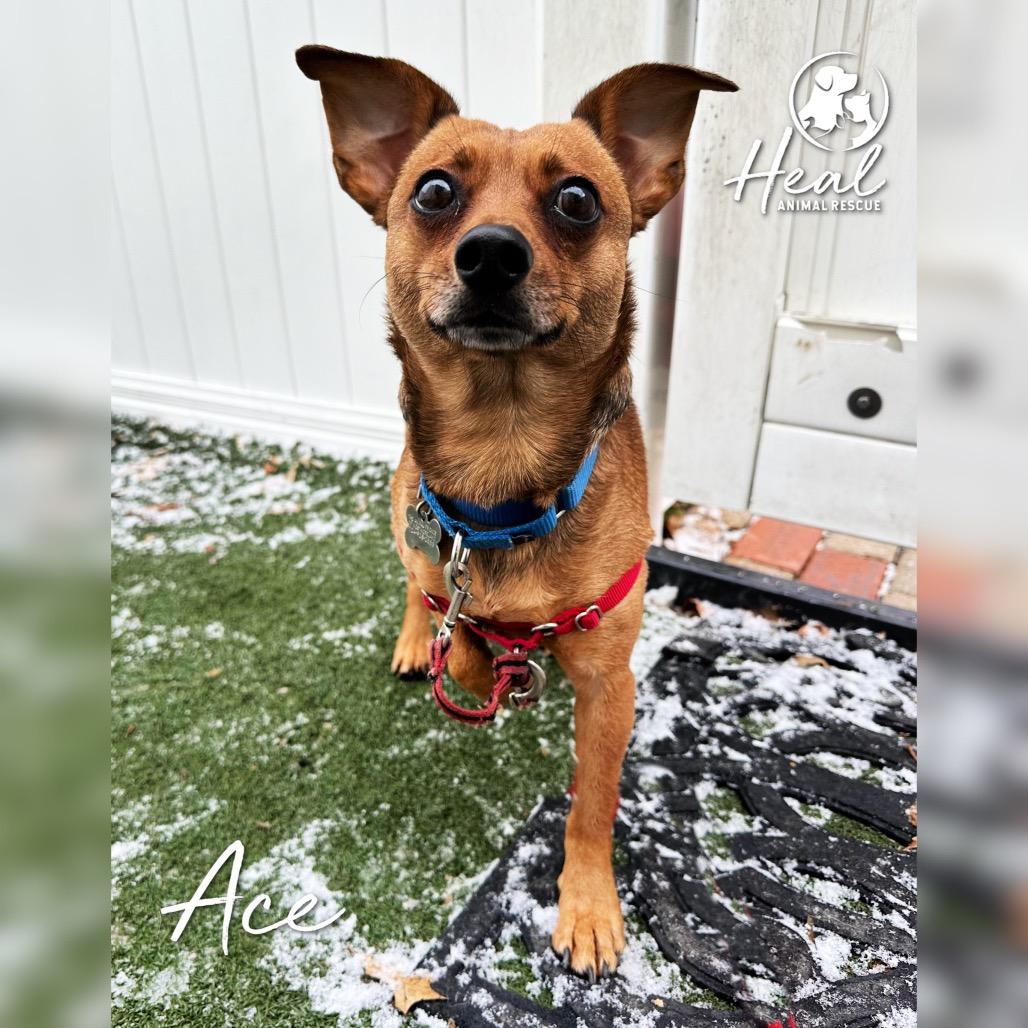 Enlarge Ace, a Adoptable Miniature Pinscher in Youngwood, PA image 2/2