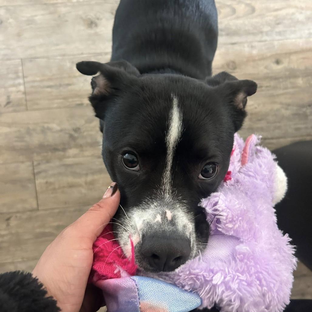 Chad @ Foster, Adoptable, Young Male Mixed Breed.