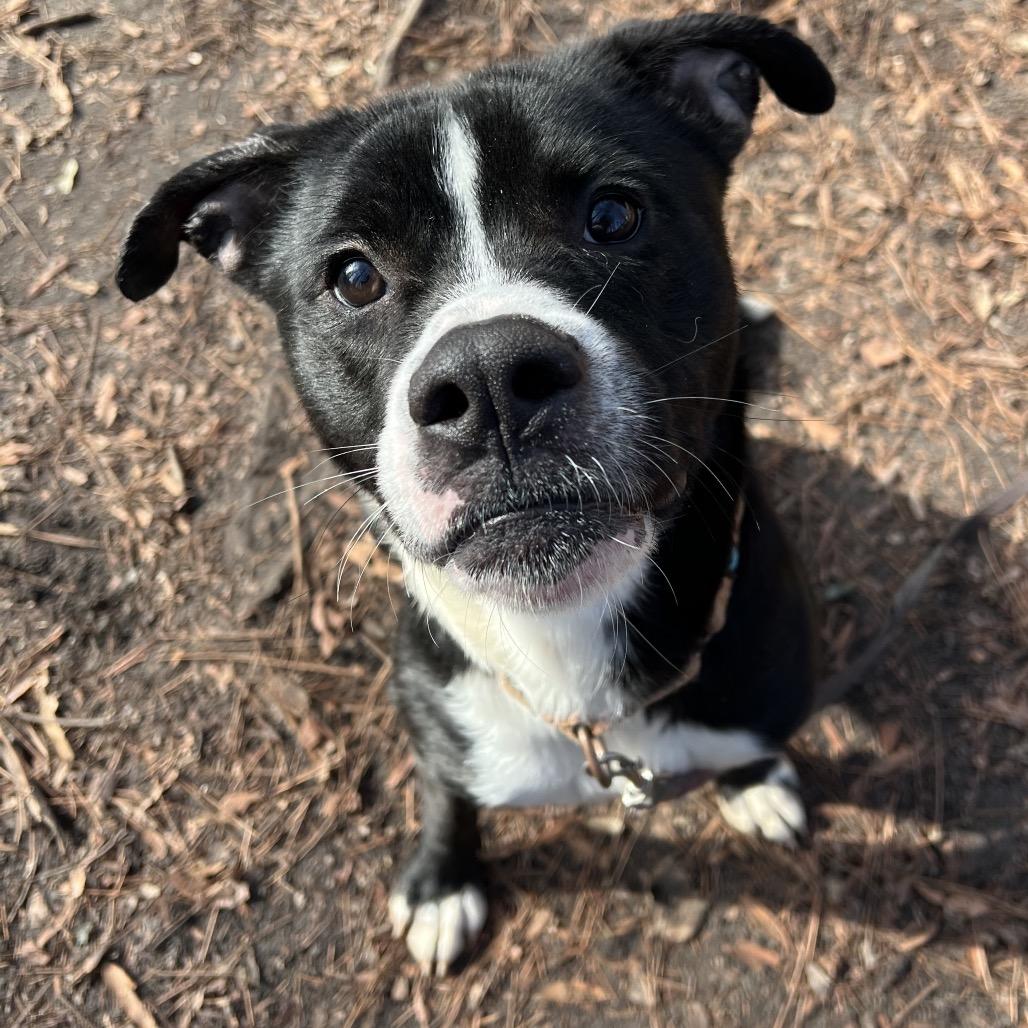 Enlarge Chad @ Foster, a Adoptable Mixed Breed in Summerville, SC image 2/5