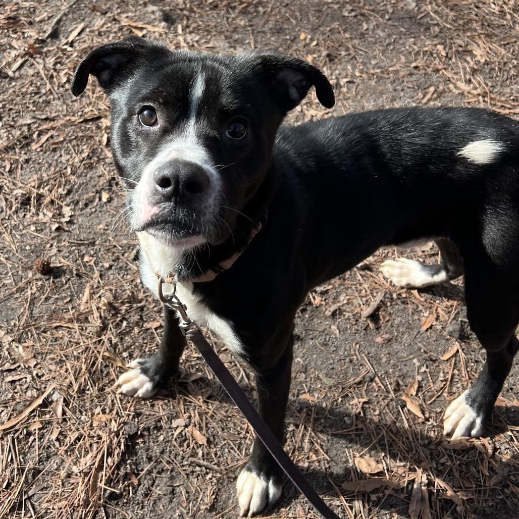 Enlarge Chad @ Foster, a Adoptable Mixed Breed in Summerville, SC image 3/5