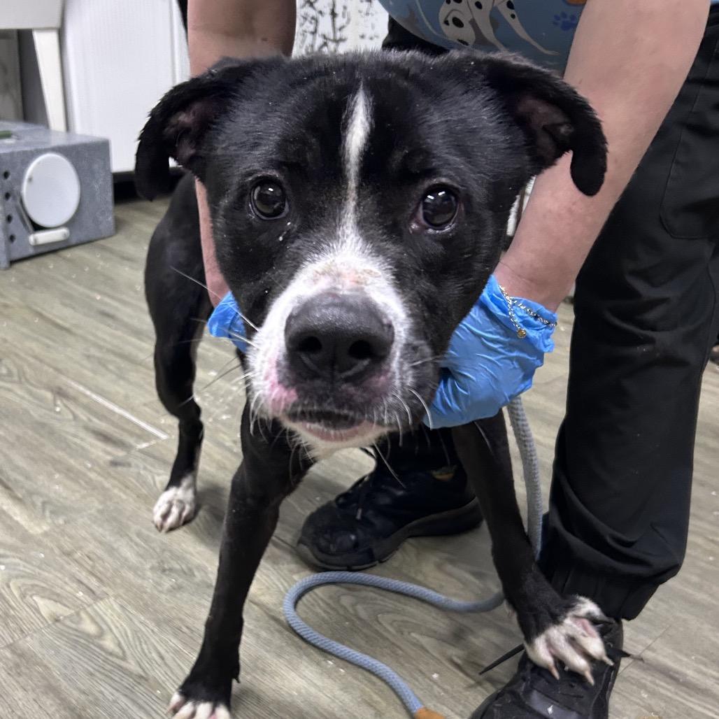 Enlarge Chad @ Foster, a Adoptable Mixed Breed in Summerville, SC image 5/5