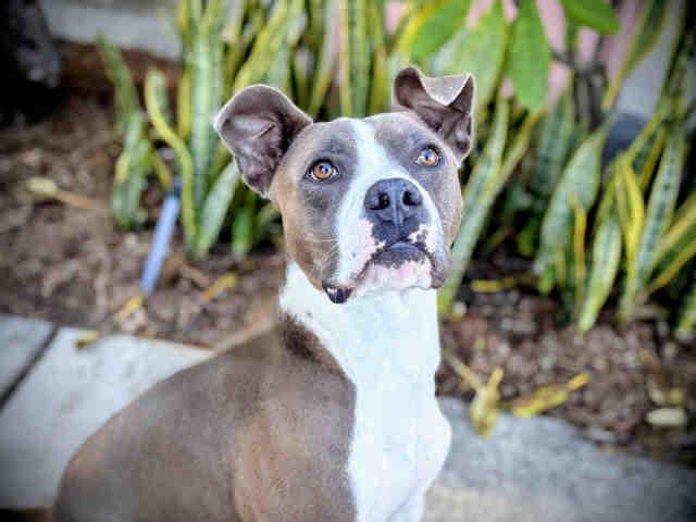 AJ, Adoptable, Young Male Pit Bull Terrier & Mixed Breed.