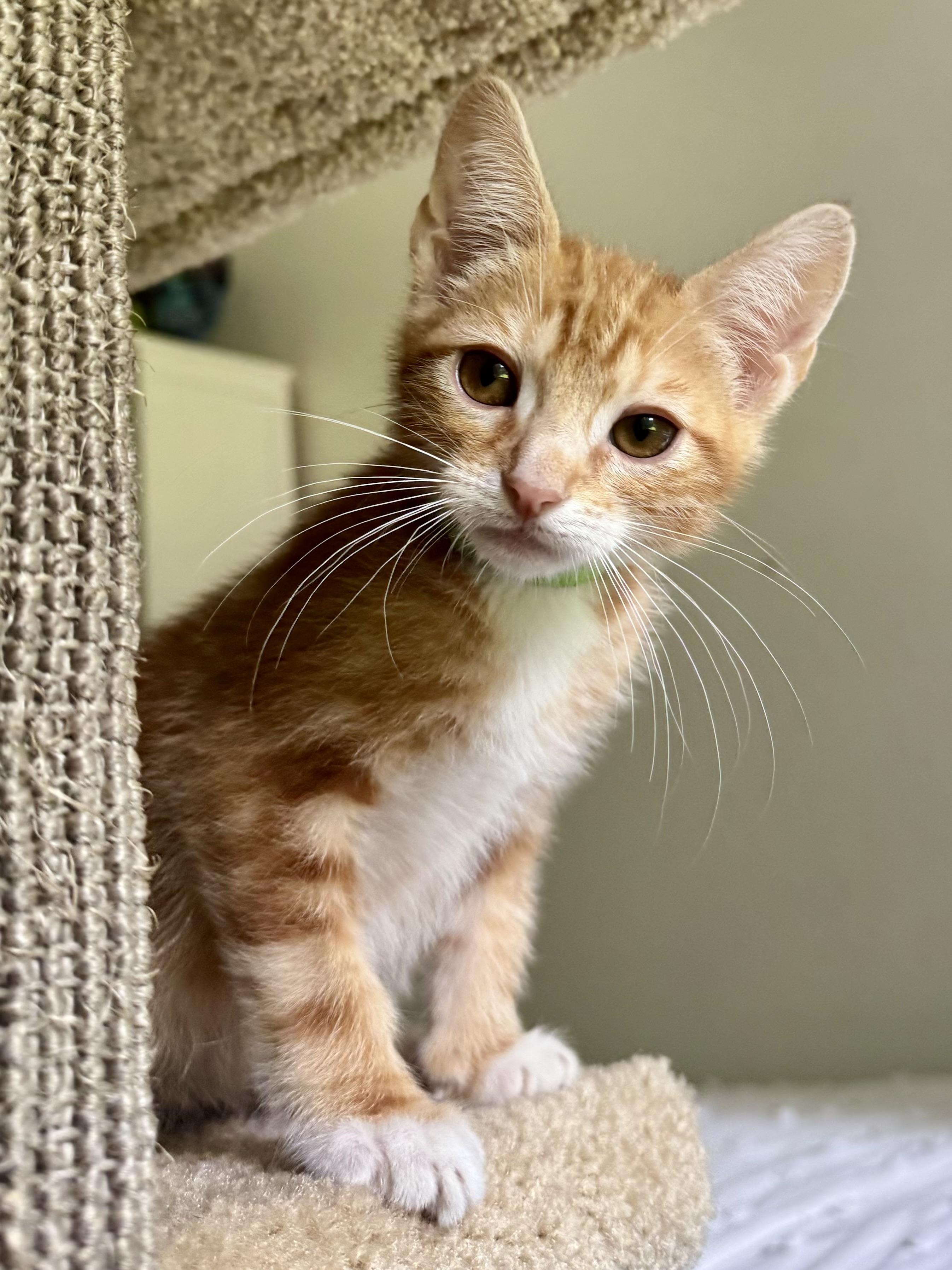 Saffron, a ADOPTABLE Tabby in Woodinville, WA image 2/3