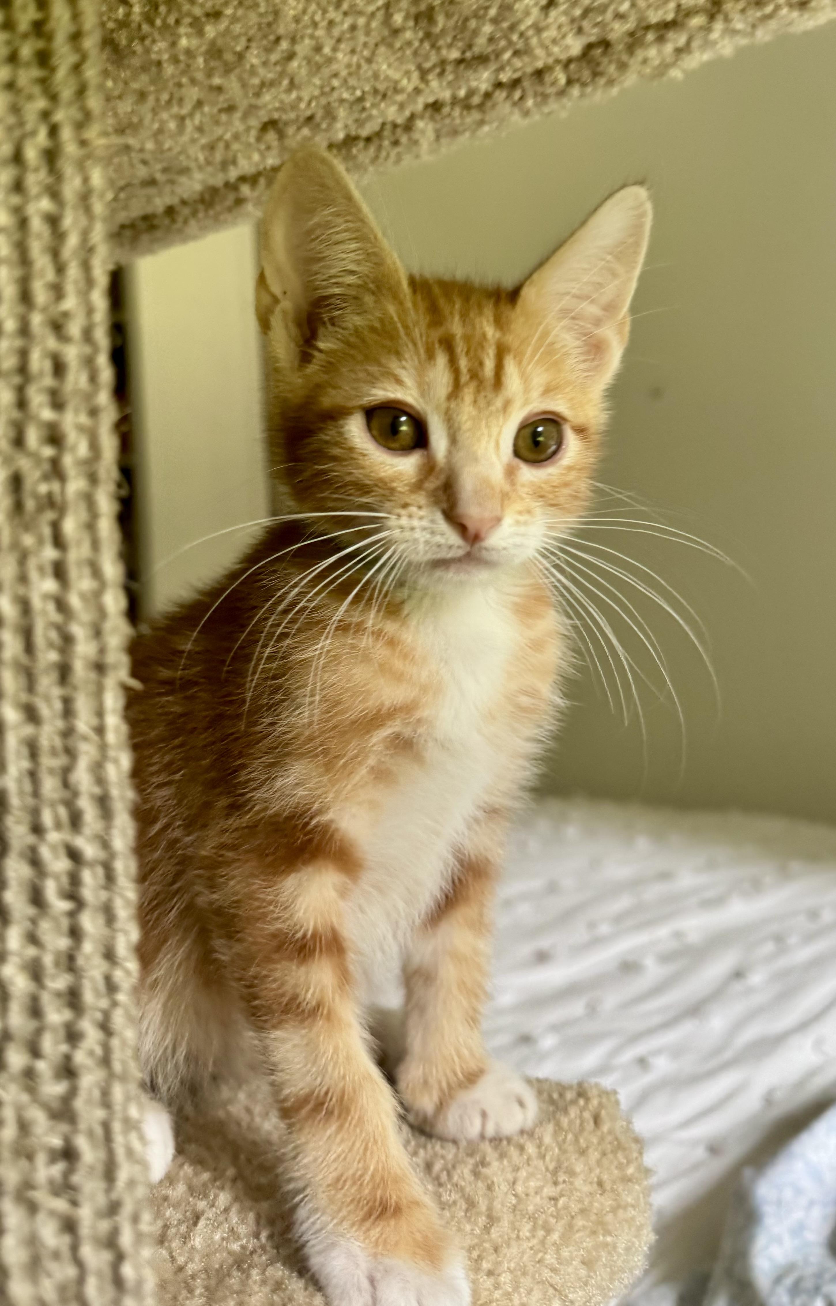 Saffron, a ADOPTABLE Tabby in Woodinville, WA image 3/3