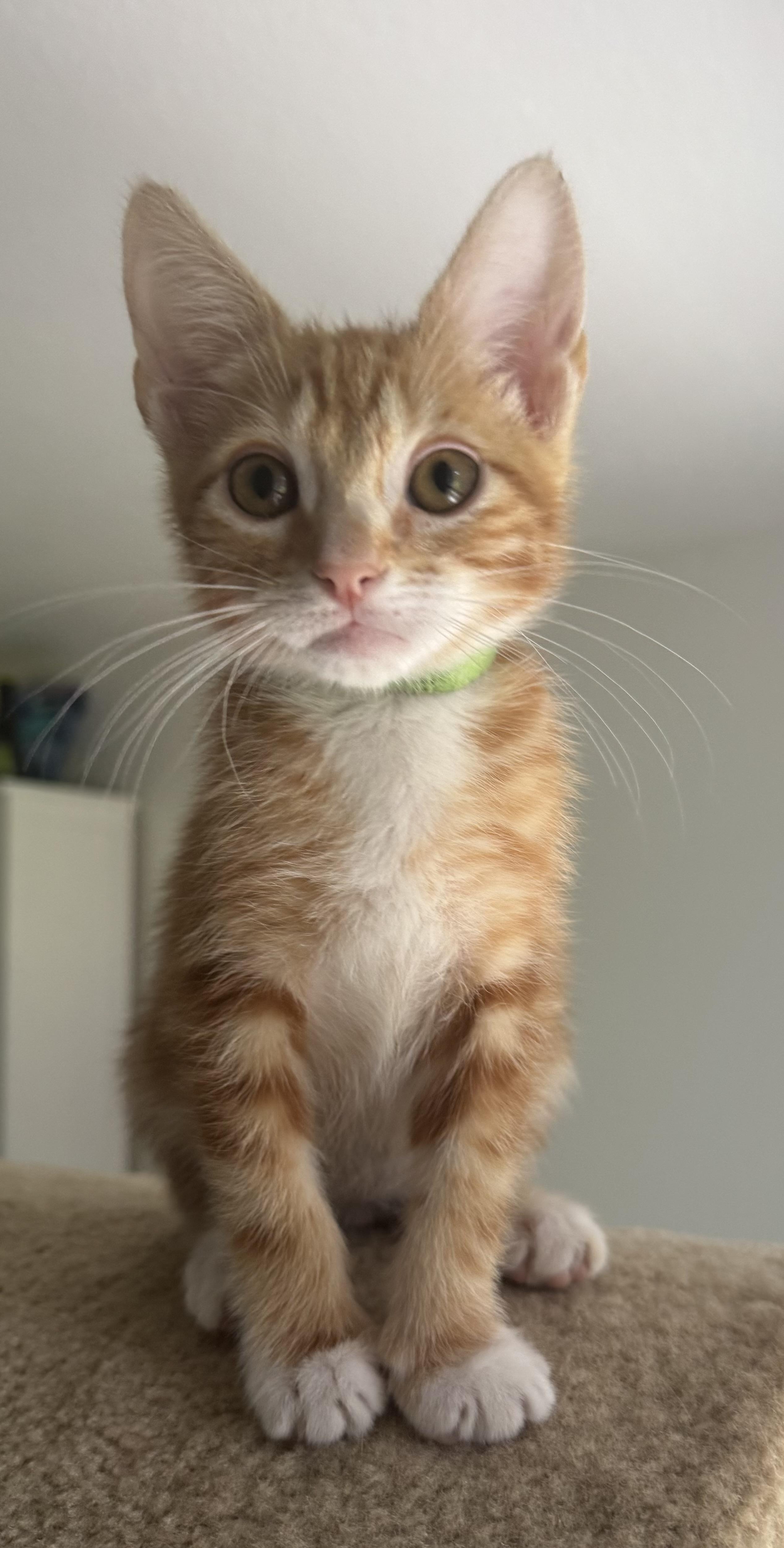 Saffron, a ADOPTABLE Tabby in Woodinville, WA image 1/3