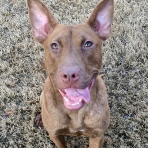 Enlarge Truman, a Adoptable mixed breed in Fishkill, NY image 2/6