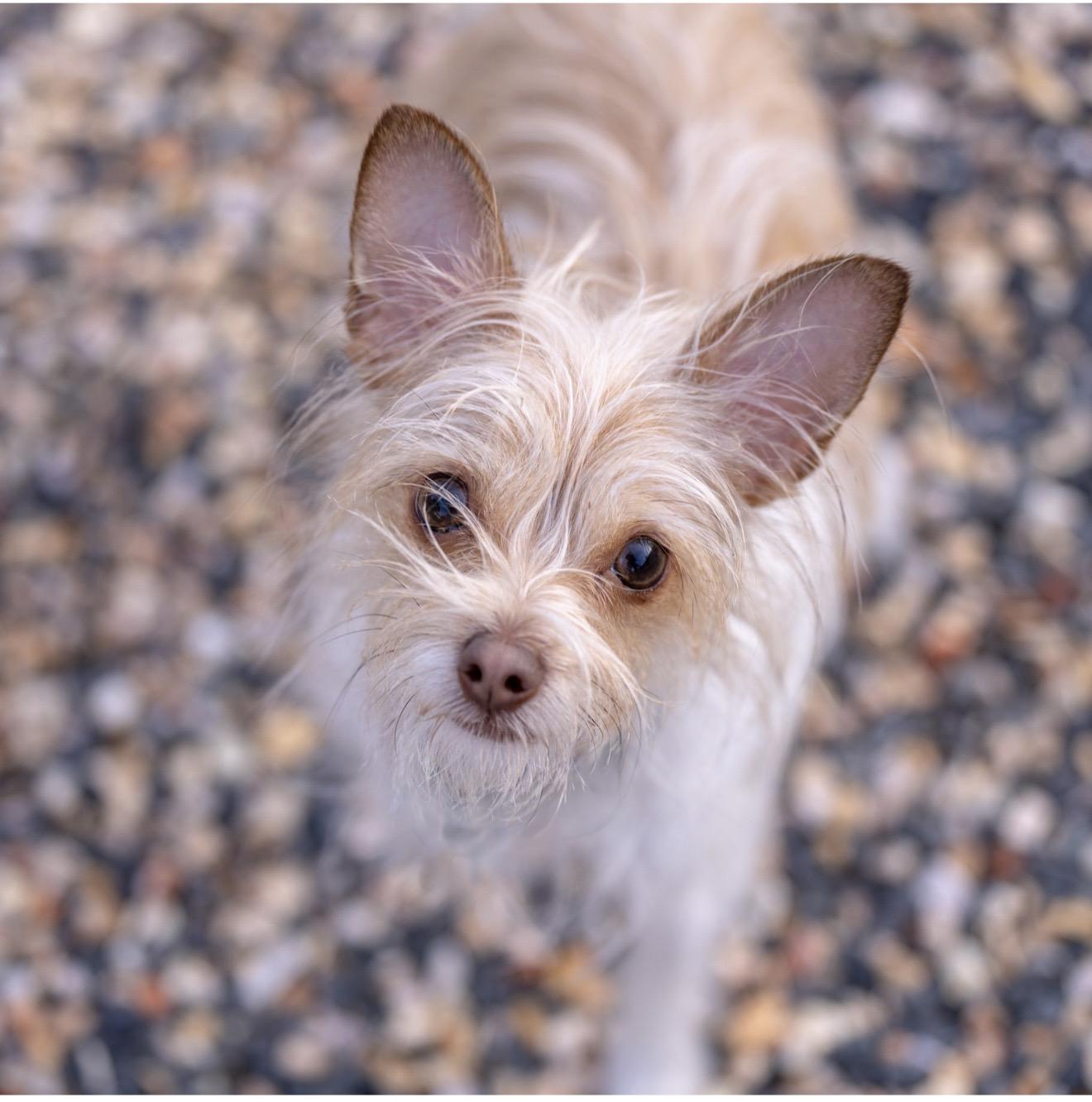 Maizy, ADOPTABLE, Adult Female Chihuahua.