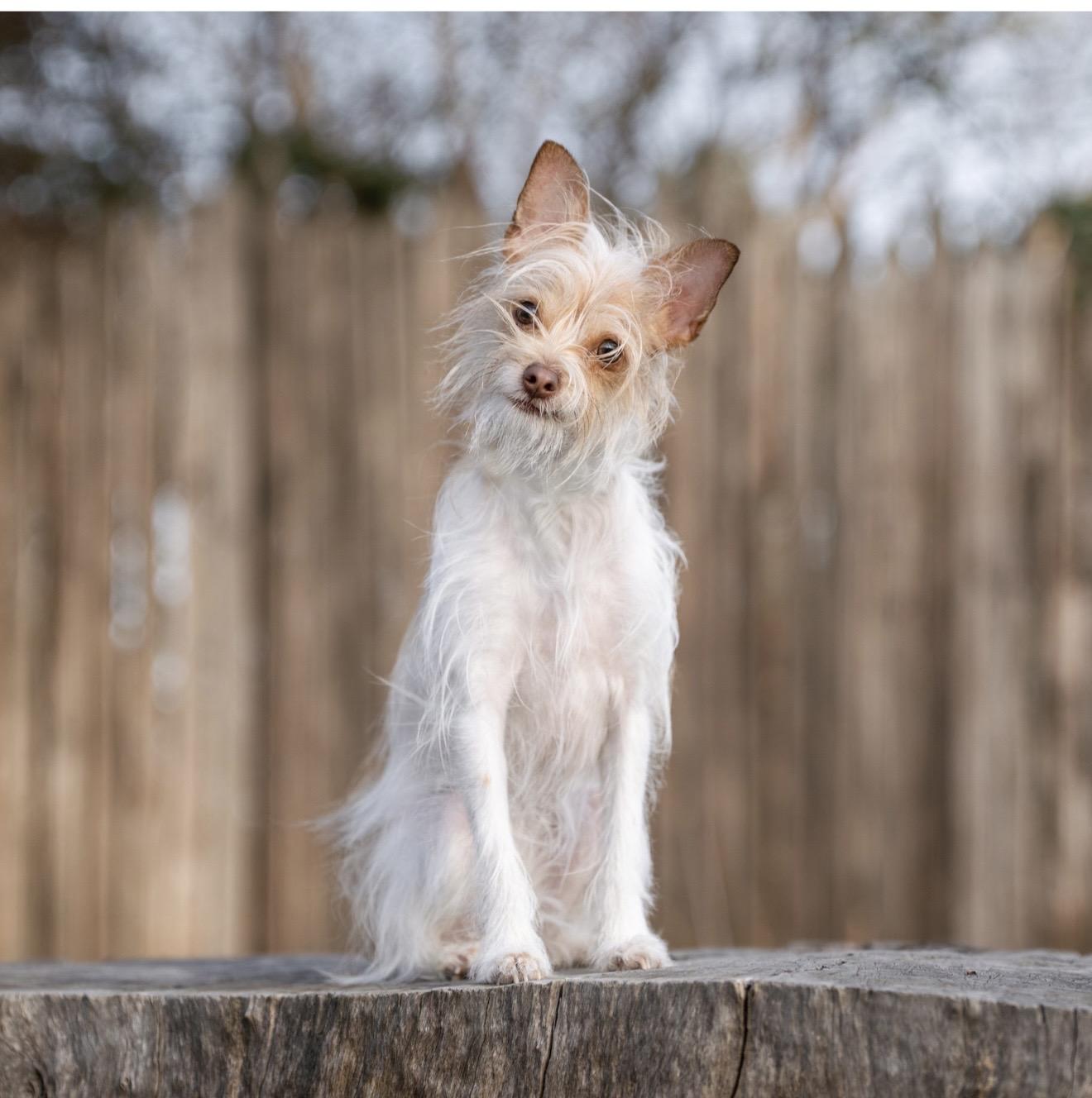 Maizy, a ADOPTABLE mixed breed in Santa Rosa, CA image 2/4