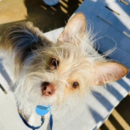 Maizy, a ADOPTABLE mixed breed in Santa Rosa, CA image 4/4