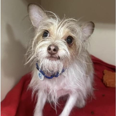 Maizy, a ADOPTABLE mixed breed in Santa Rosa, CA image 2/2