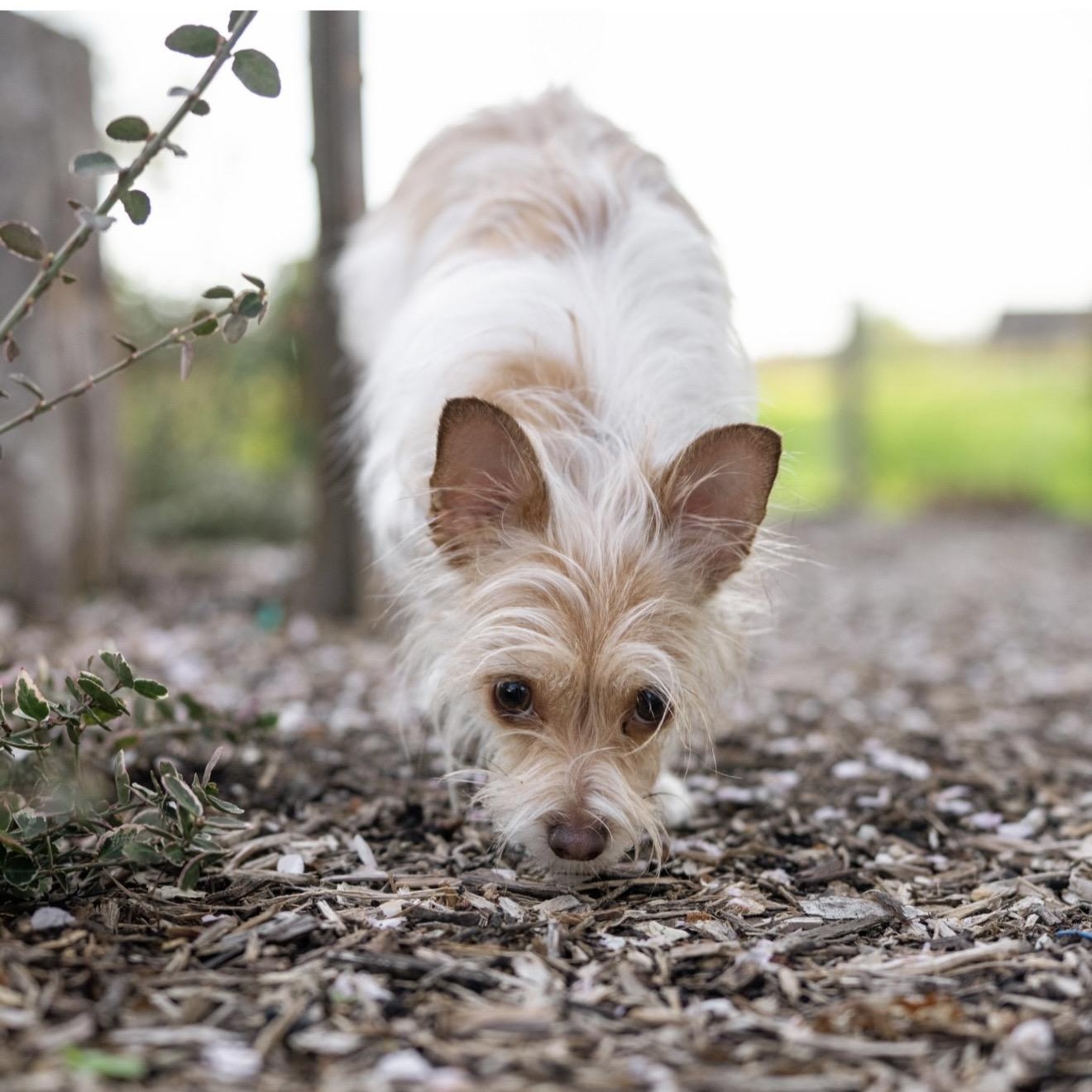 Maizy, a ADOPTABLE mixed breed in Santa Rosa, CA image 3/4