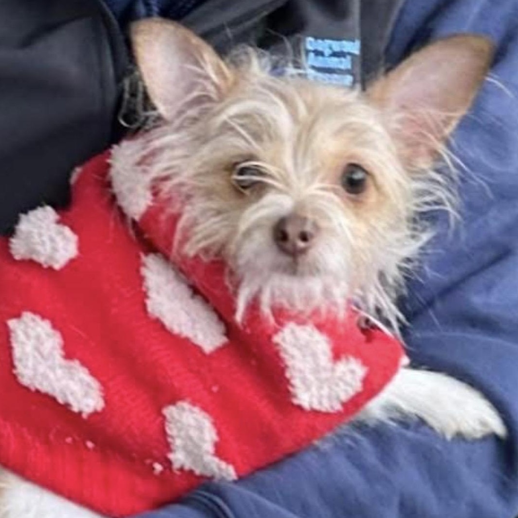 Maizy, ADOPTABLE, Adult Female Chihuahua.