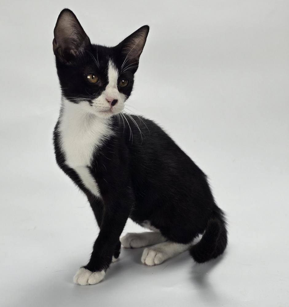 Borio, Adoptable, Kitten Female Domestic Short Hair.