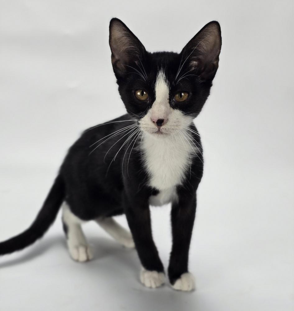Enlarge Borio, a Adoptable mixed breed in Sedalia, CO image 2/2