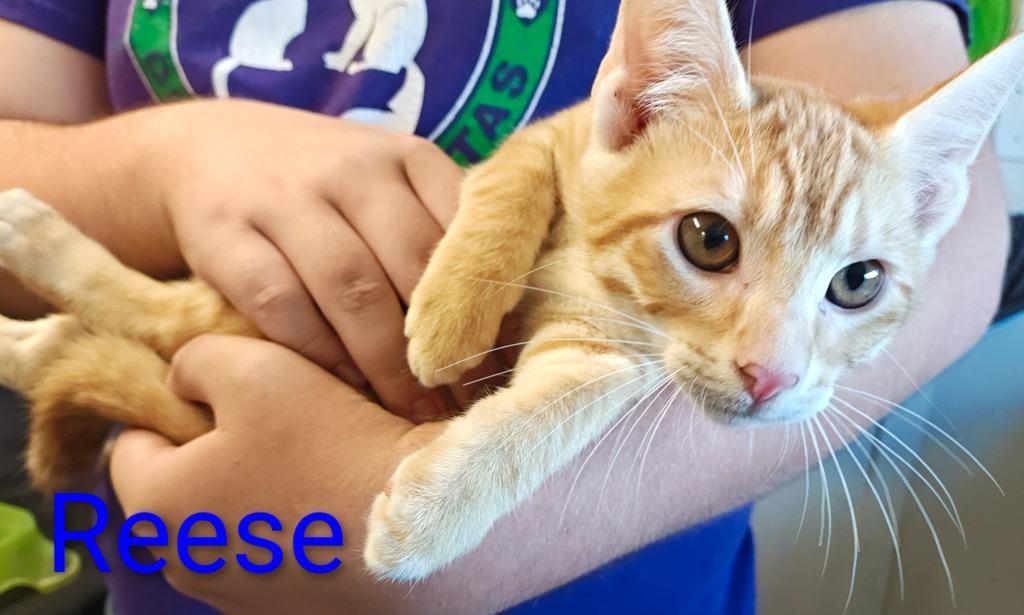 Reese, Adoptable, Kitten Male Domestic Short Hair.