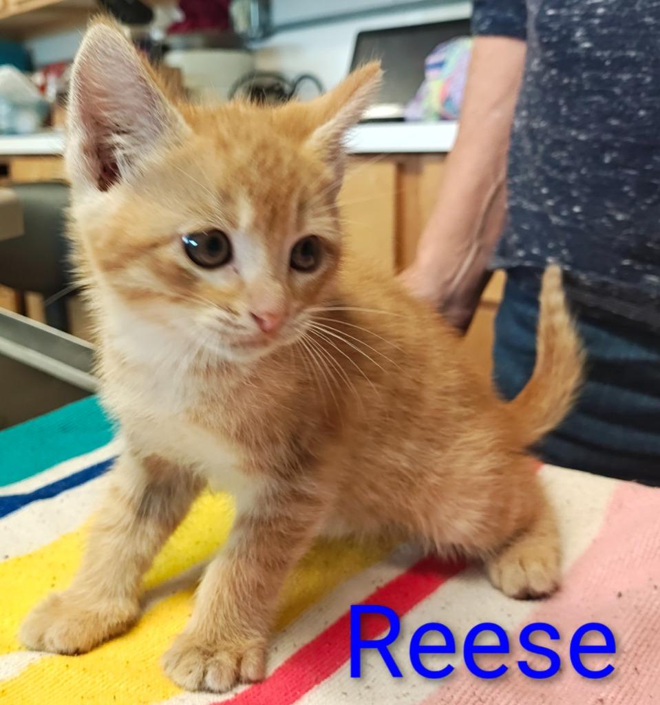 Reese, a Adoptable mixed breed in Mena, AR image 3/3
