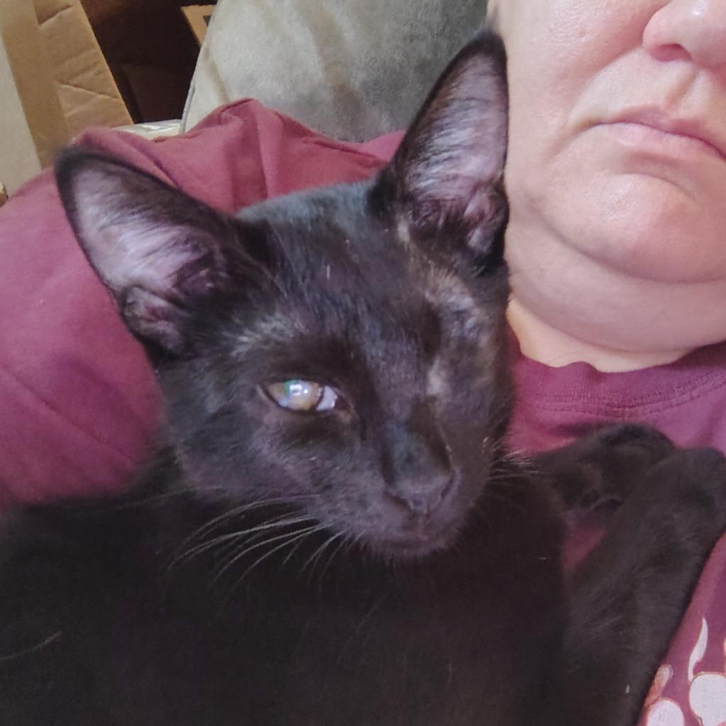 Enlarge Midnight, a Adoptable mixed breed in New Braunfels, TX image 1/2