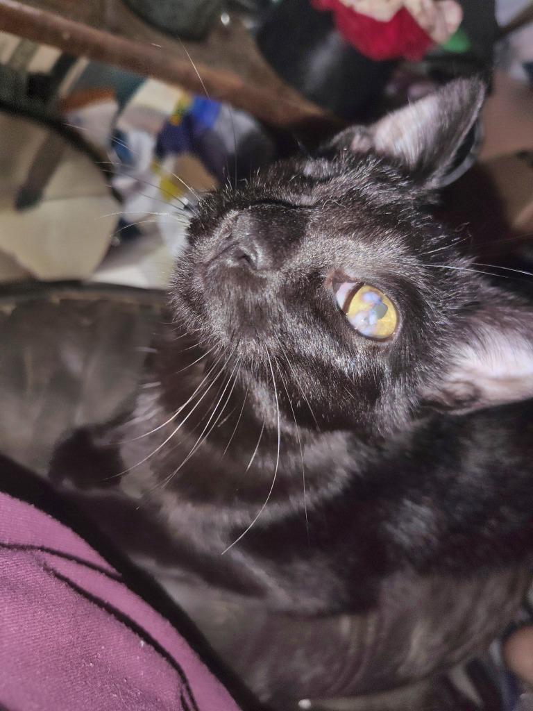 Enlarge Midnight, a Adoptable mixed breed in New Braunfels, TX image 2/2
