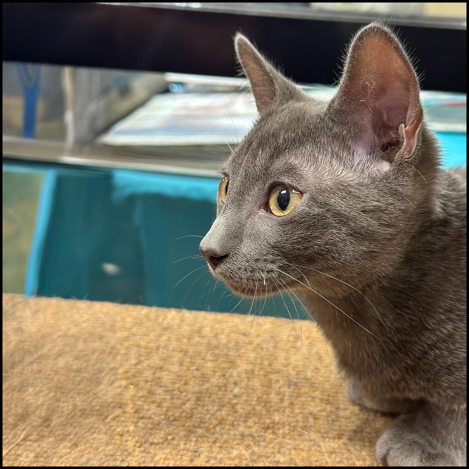 Enlarge Tom, a Adoptable mixed breed in Roswell, GA image 1/2