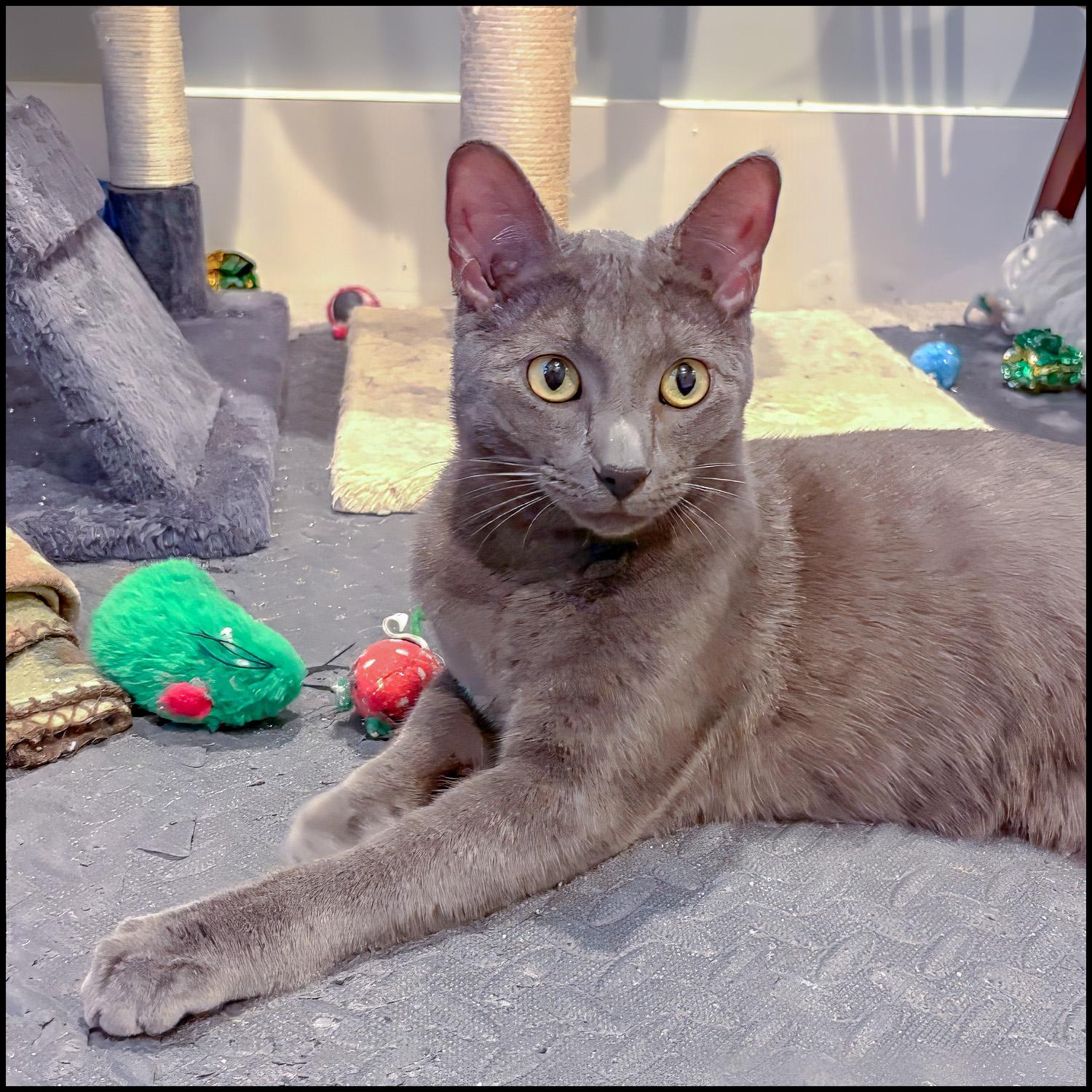Enlarge Tom, an adoptable mixed breed in Roswell, GA image 1/3