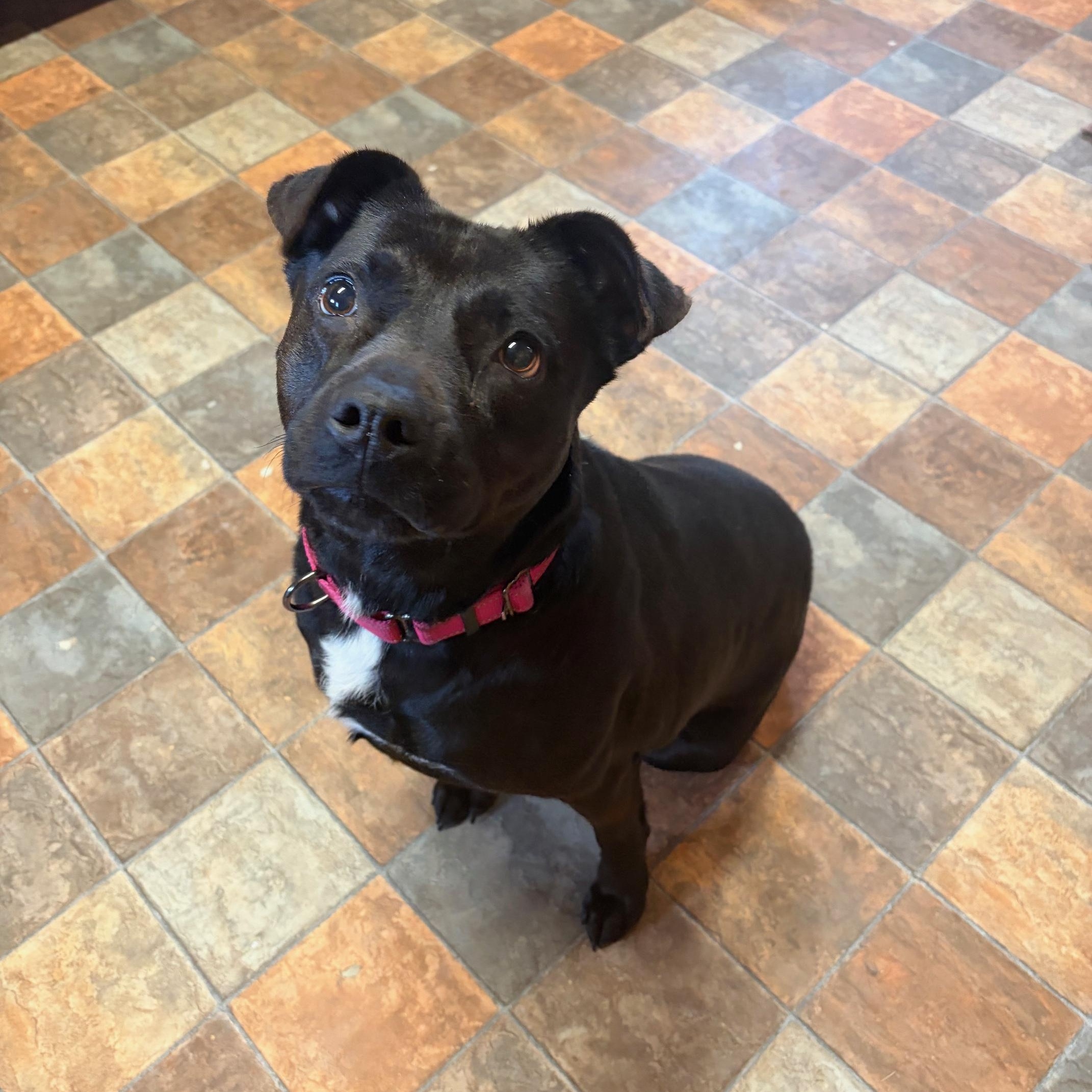 Enlarge Anita, an adopted mixed breed in Bethlehem, PA image 5/5