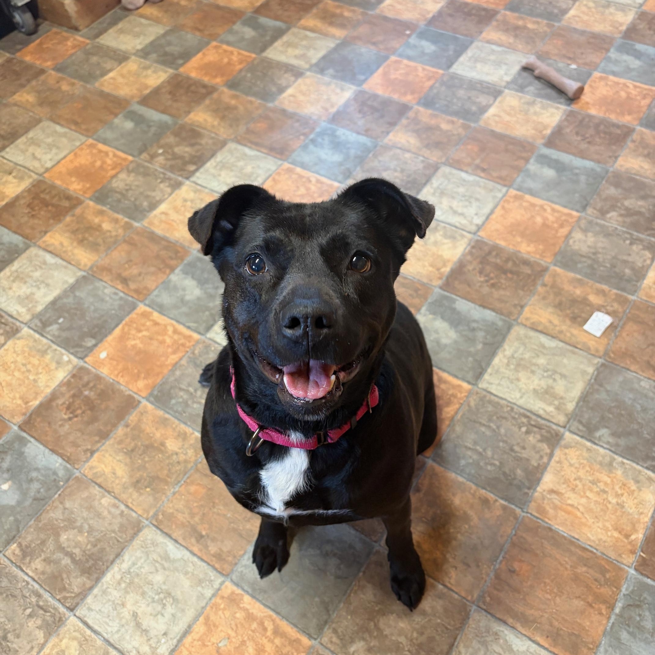 Enlarge Anita, an adopted mixed breed in Bethlehem, PA image 1/5