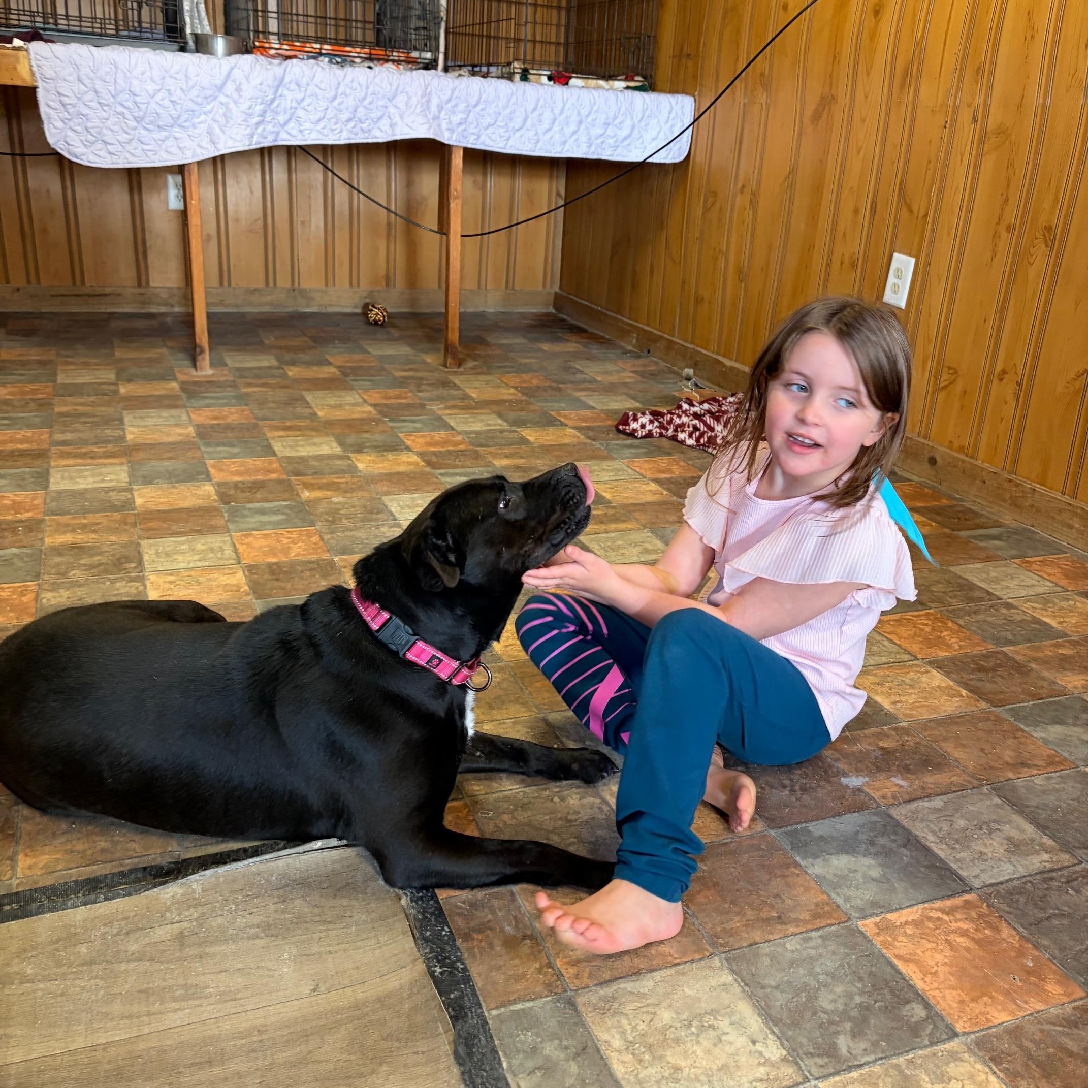 Enlarge Anita, an adopted mixed breed in Bethlehem, PA image 3/5