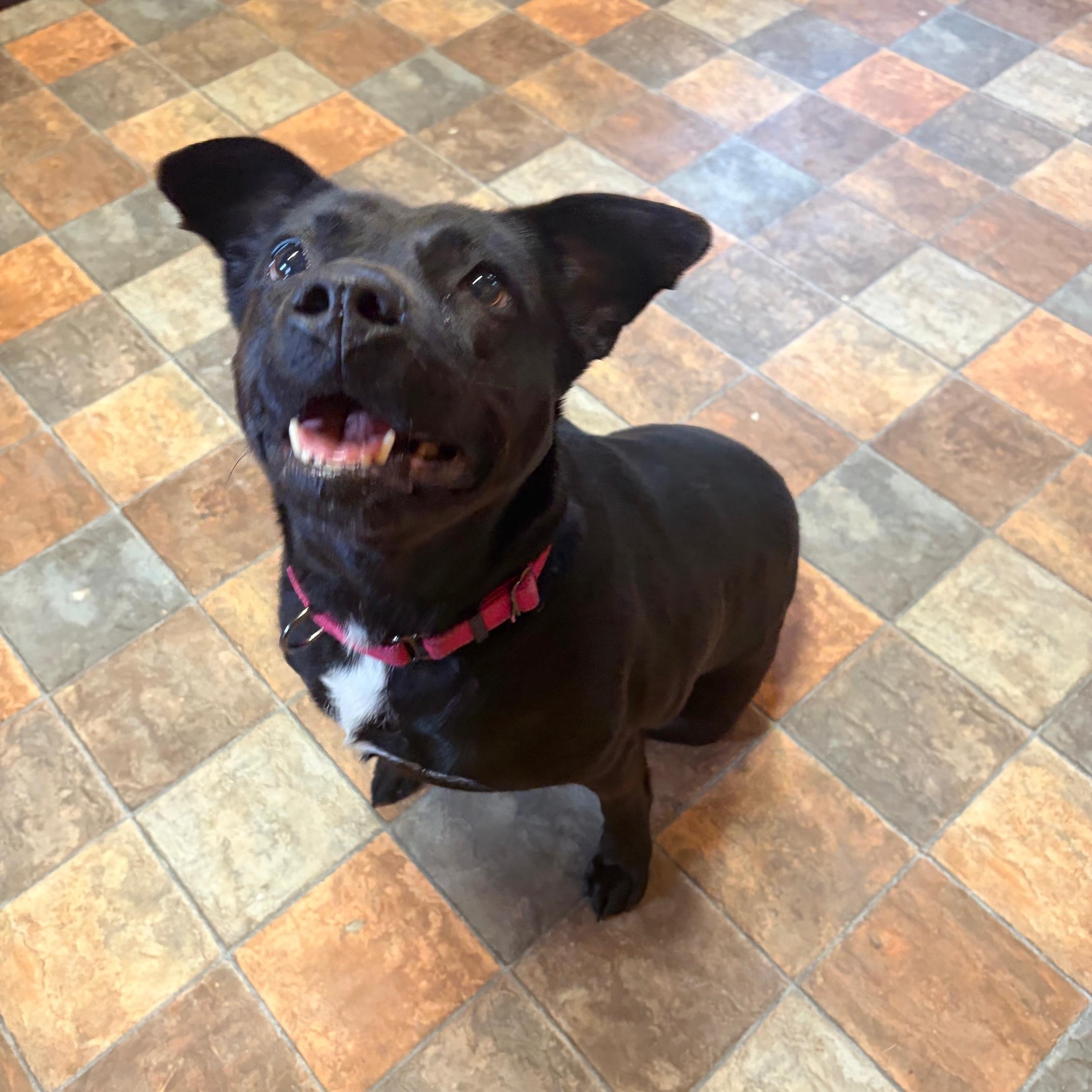 Enlarge Anita, an adopted mixed breed in Bethlehem, PA image 4/5