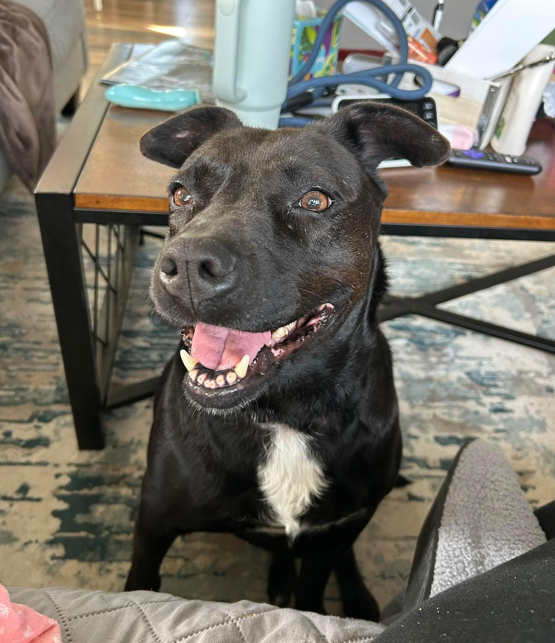 Enlarge Anita, an adopted mixed breed in Bethlehem, PA image 2/5