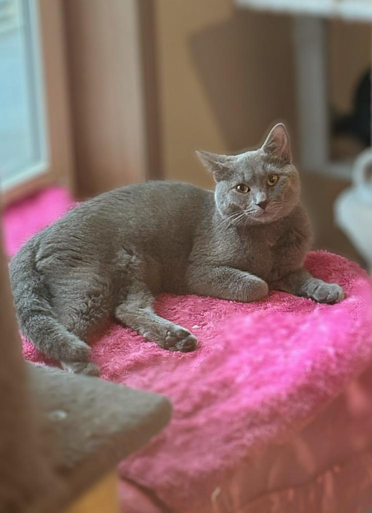 Eddie, Adoptable, Young Female Domestic Short Hair.