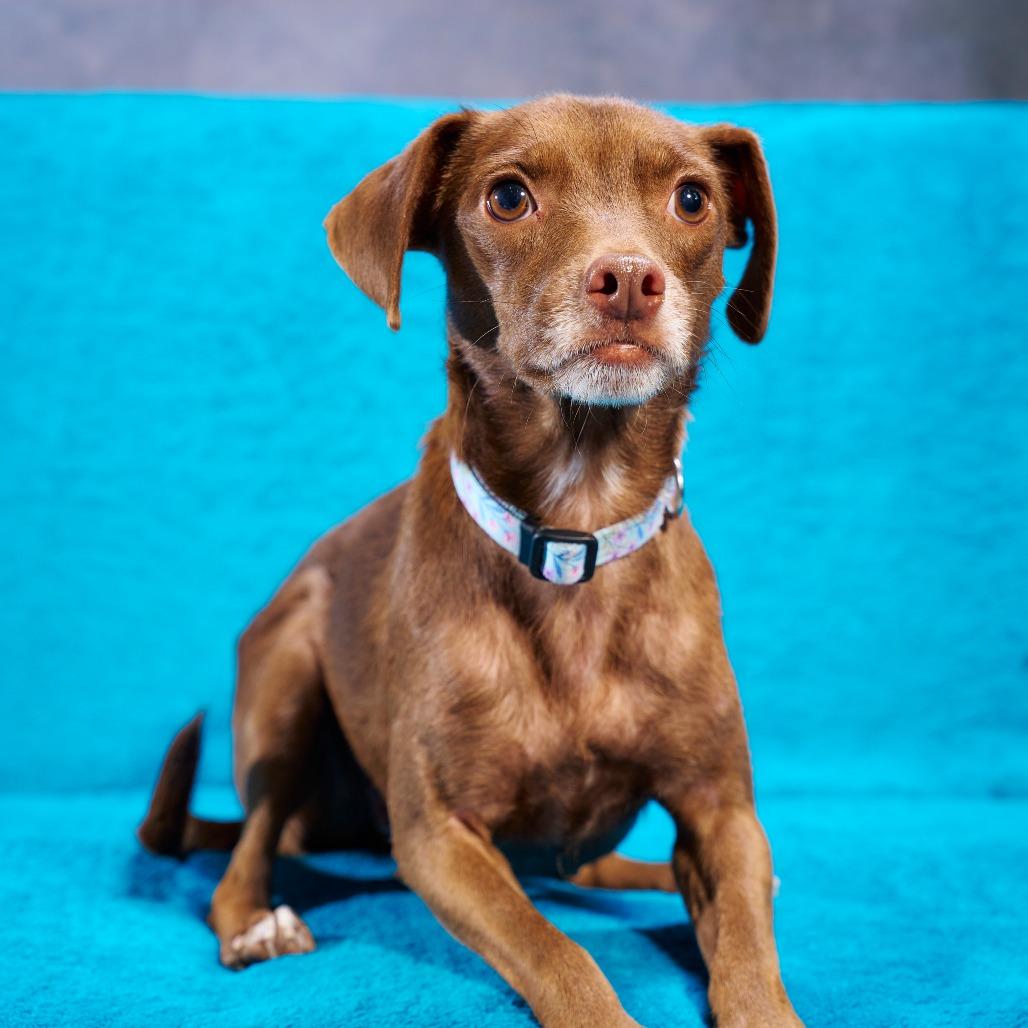 Enlarge Brownie, a Adoptable mixed breed in Chaska, MN image 1/4