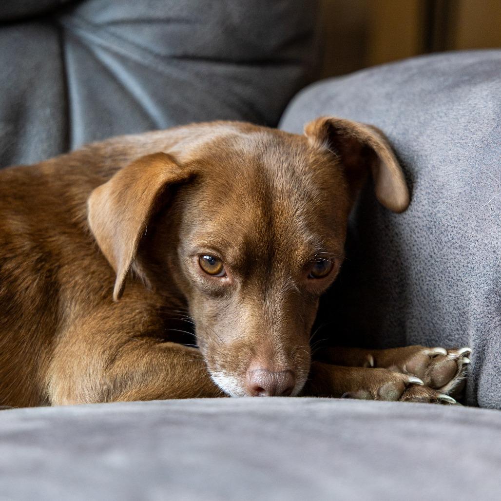 Enlarge Brownie, a Adoptable mixed breed in Chaska, MN image 2/6