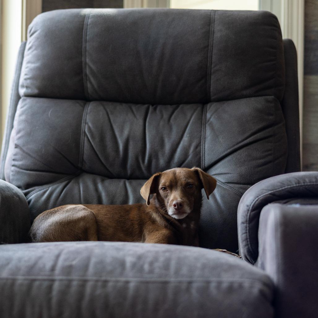 Enlarge Brownie, a Adoptable mixed breed in Chaska, MN image 3/6