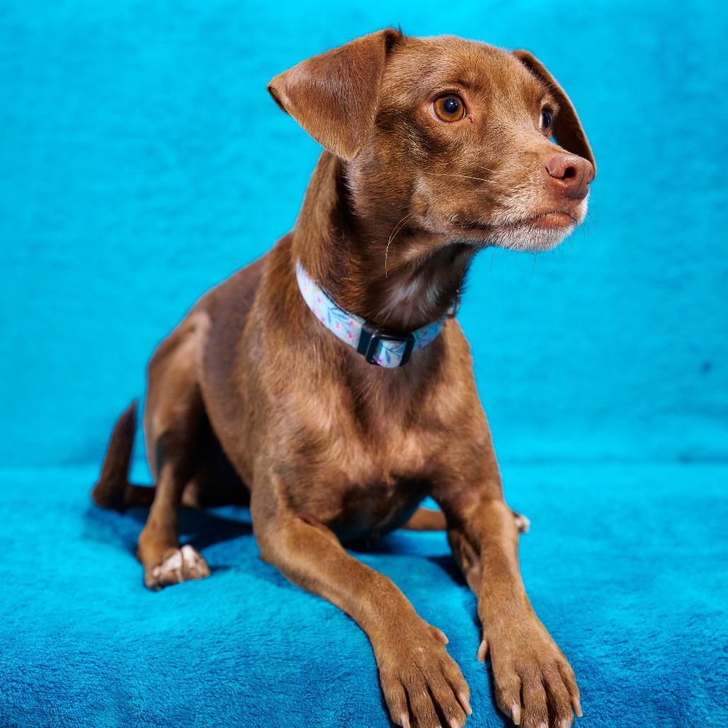 Enlarge Brownie, a Adoptable mixed breed in Chaska, MN image 2/4