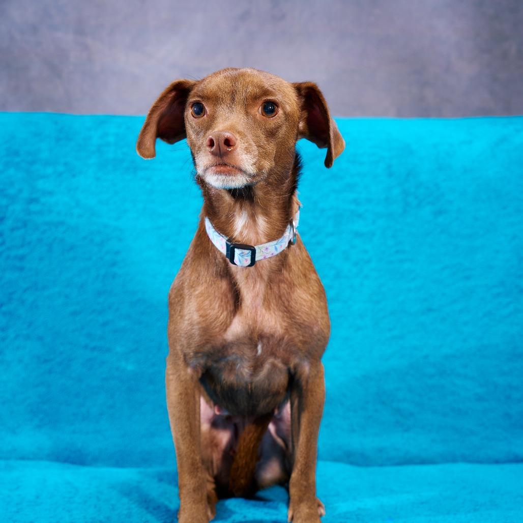Enlarge Brownie, a Adoptable mixed breed in Chaska, MN image 3/4