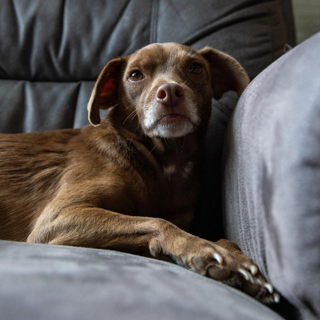 Enlarge Brownie, a Adoptable mixed breed in Chaska, MN image 5/6