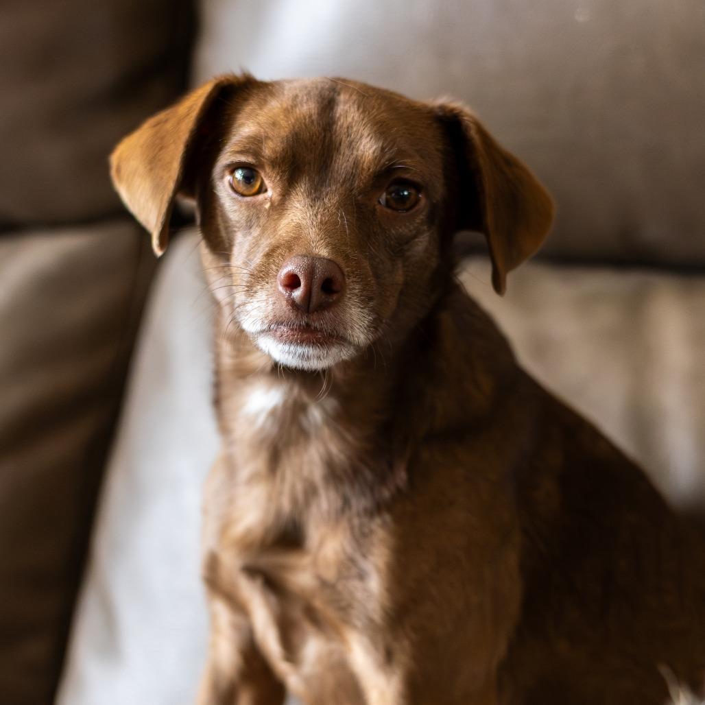 Enlarge Brownie, a Adoptable mixed breed in Chaska, MN image 6/6
