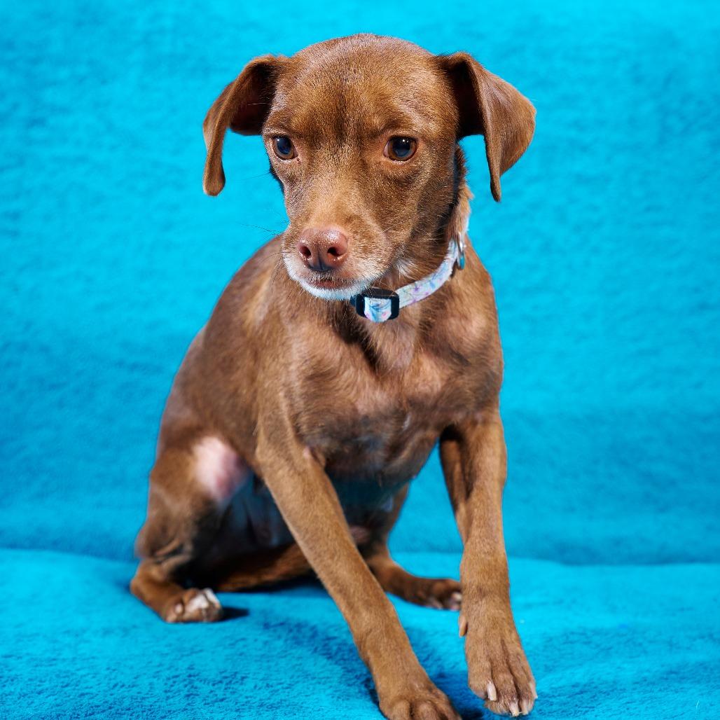 Enlarge Brownie, a Adoptable mixed breed in Chaska, MN image 4/4
