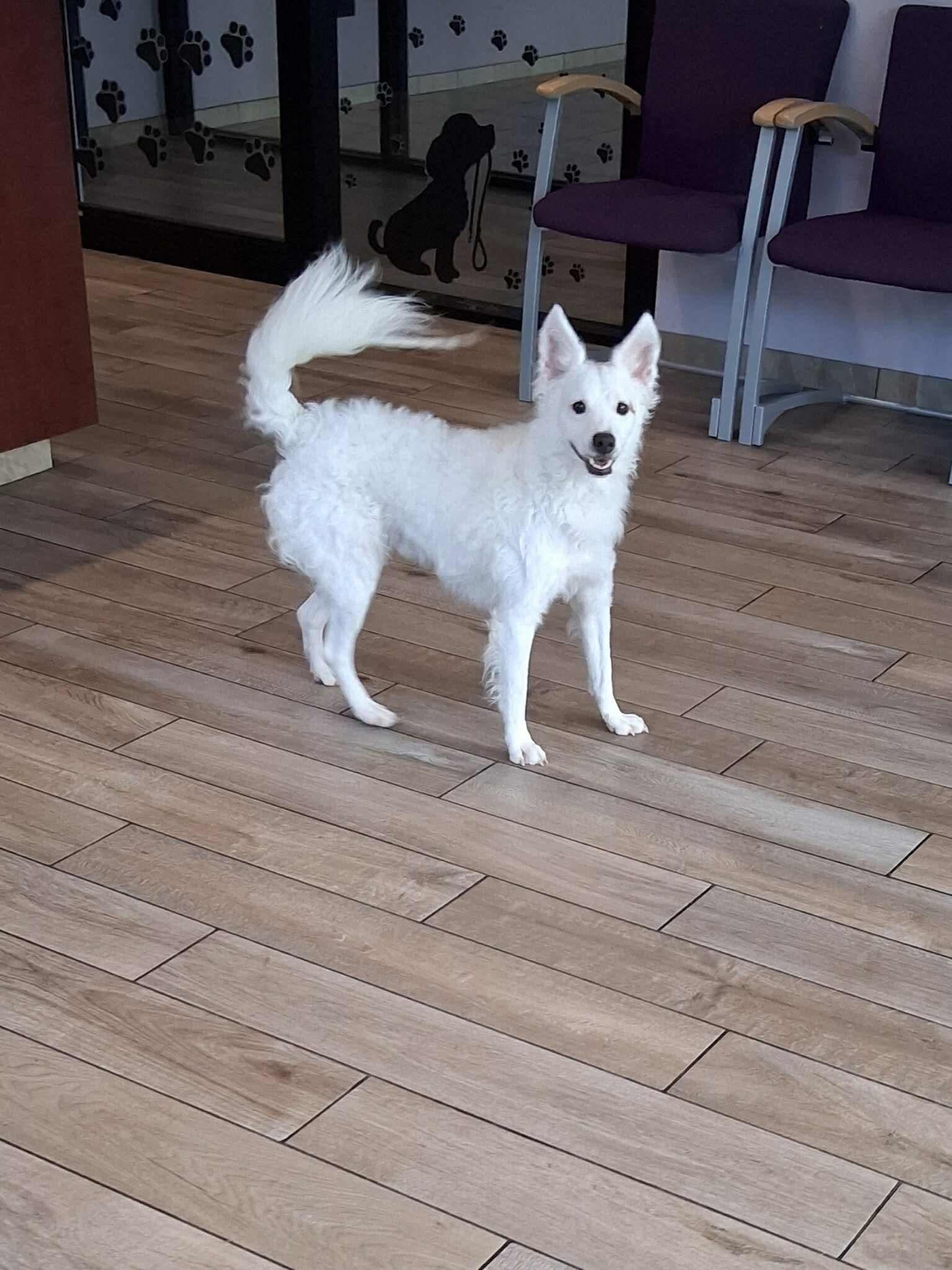 Chase, a Adoptable mixed breed in Fort Wayne, IN image 1/2