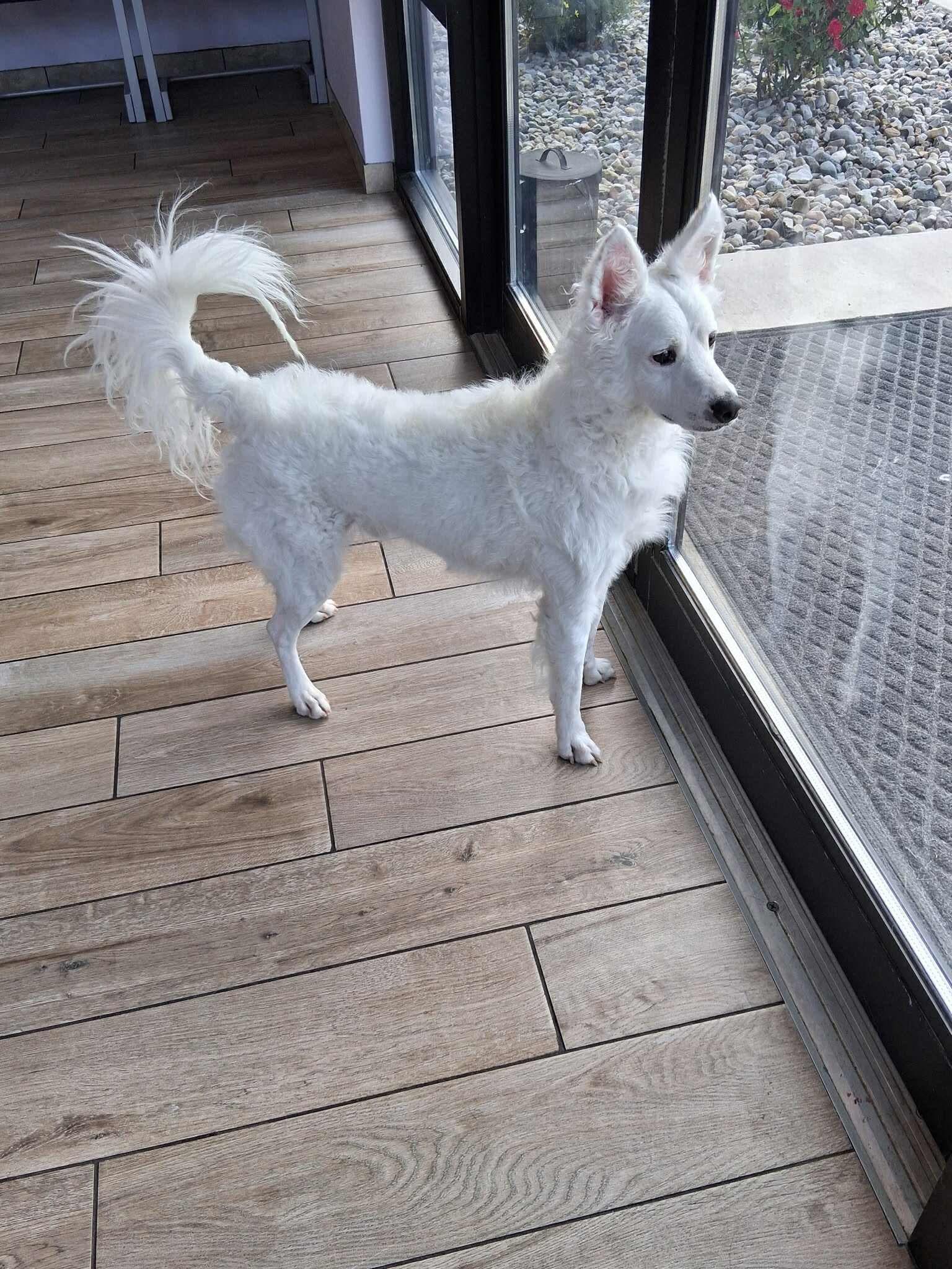 Chase, a Adoptable mixed breed in Fort Wayne, IN image 2/2