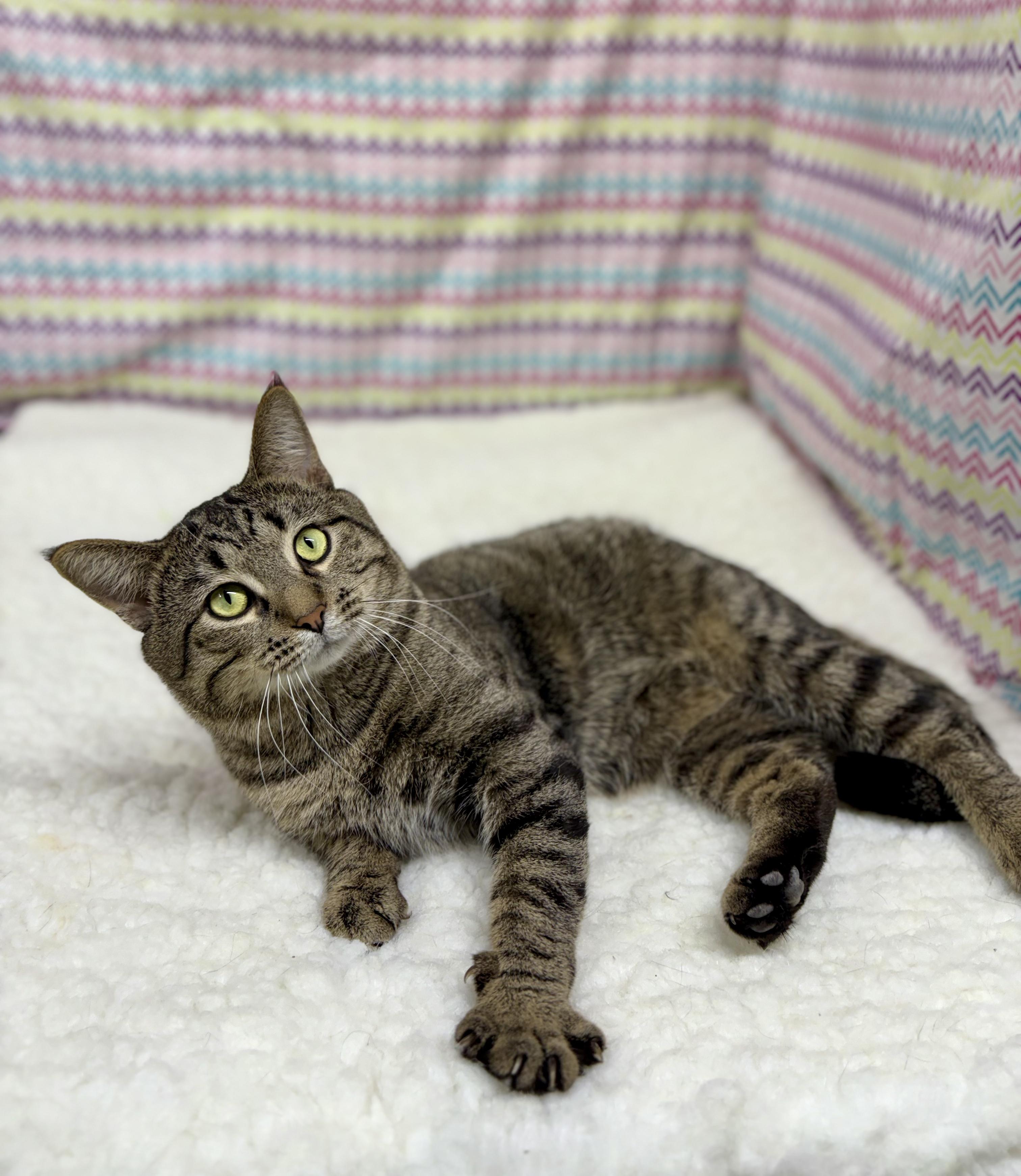 Tripper, a ADOPTABLE mixed breed in Upper Sandusky, OH image 3/5