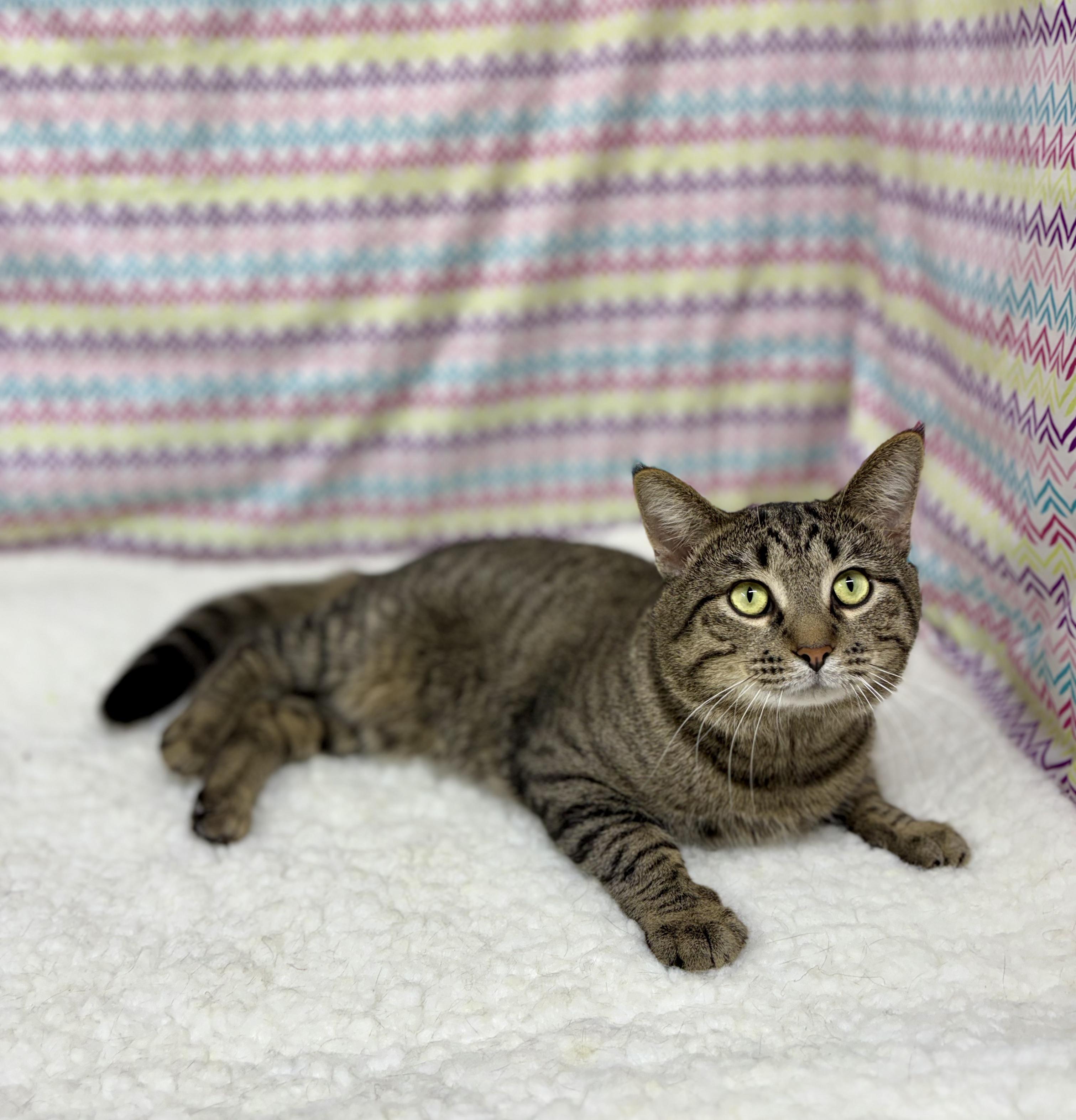 Tripper, a ADOPTABLE mixed breed in Upper Sandusky, OH image 2/5