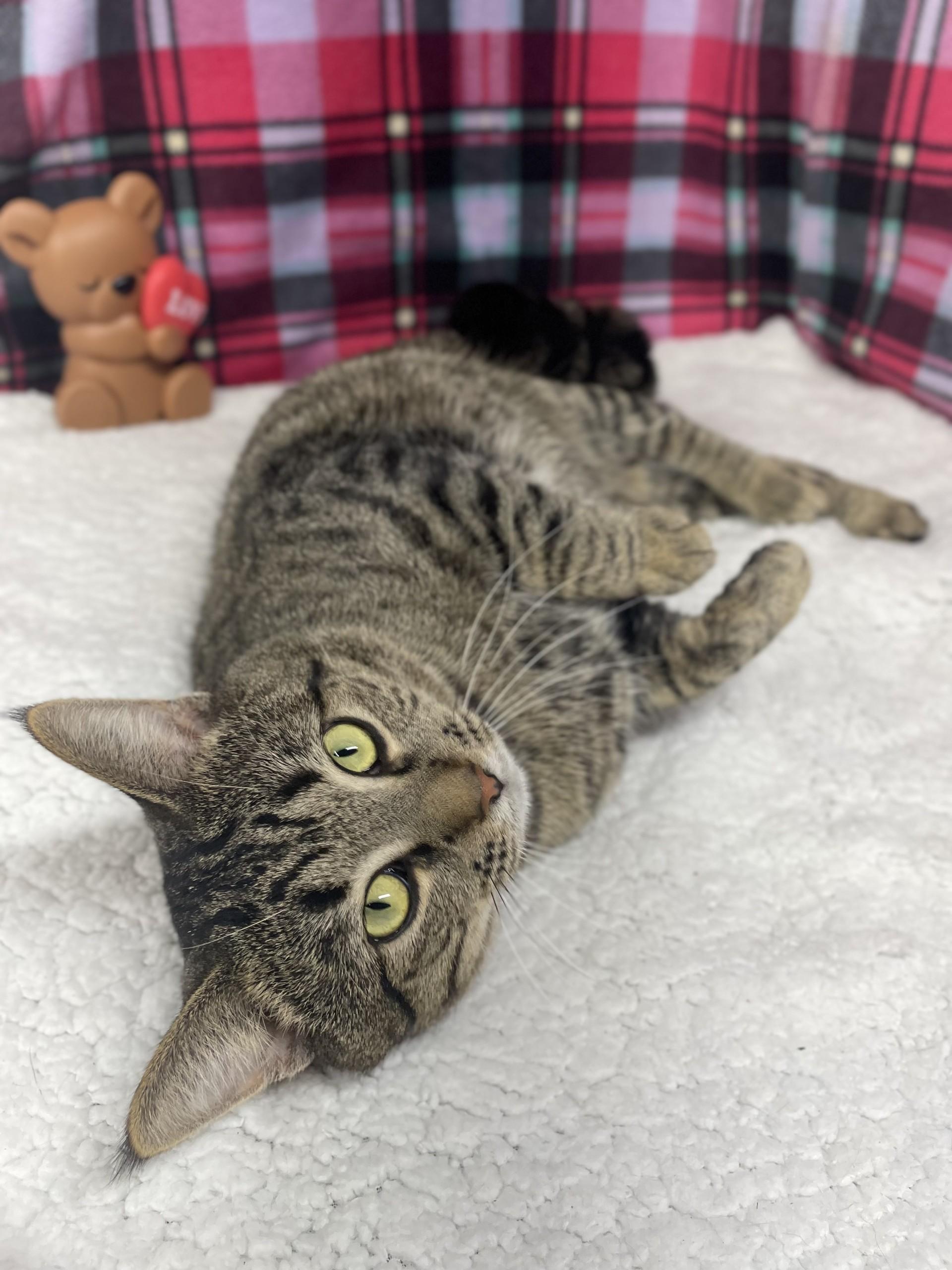 Tripper, a ADOPTABLE mixed breed in Upper Sandusky, OH image 5/5