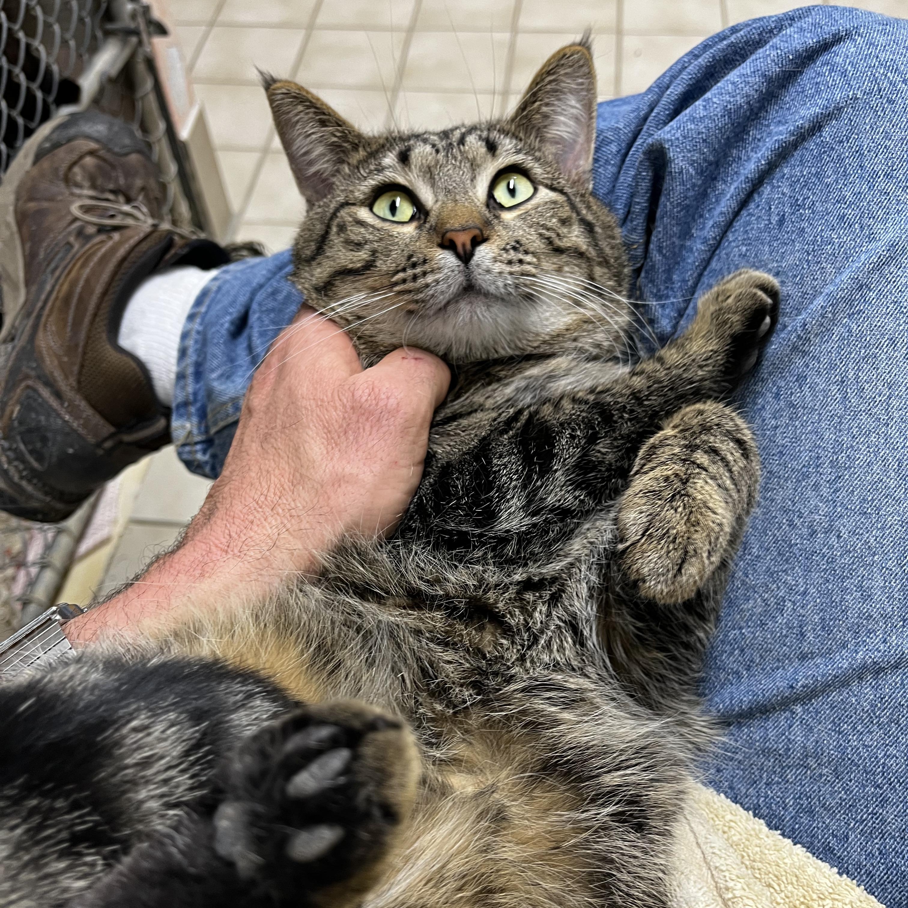 Tripper, a ADOPTABLE mixed breed in Upper Sandusky, OH image 1/5